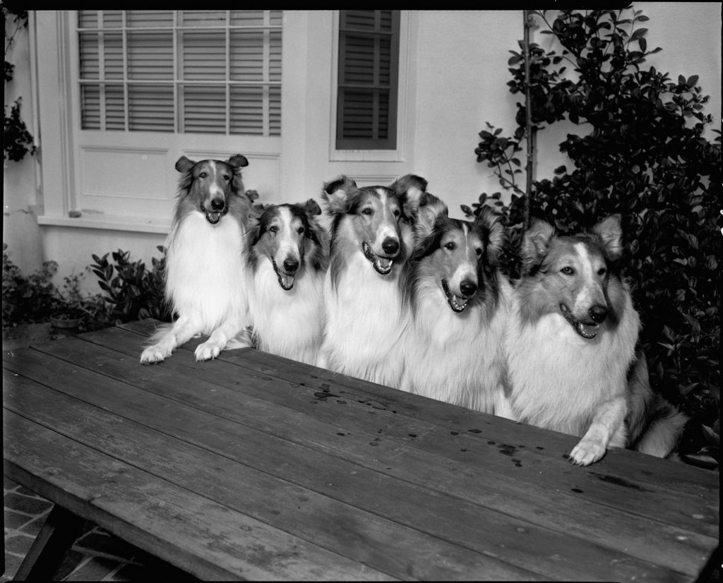 Az öt Lassie - Pal kutya és családja 1954-ben