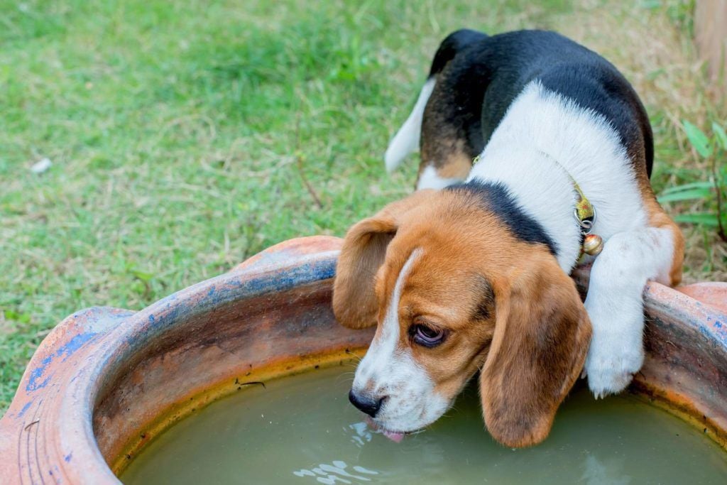 A túlzott szomjúságérzet arra ösztönözheti a kutyát, hogy más vízforrásokat keressen