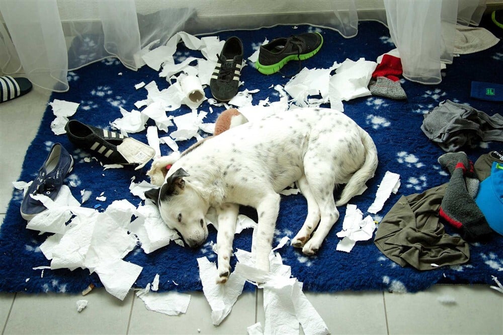Pánikroham kutyáknál - Otthoni egyedüllét során is jelentkezhet, például rombolás formájában