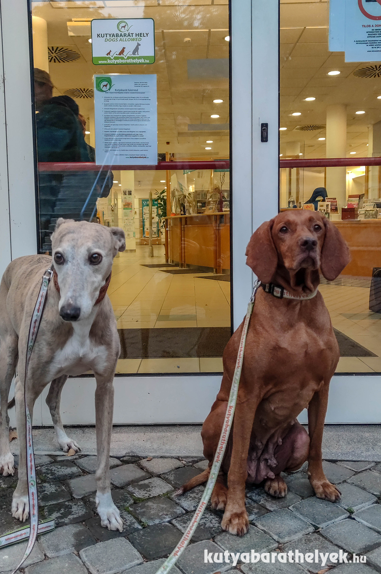 A könyvtár bejáratán nem csak a kutyabarát voltát jelölő matrica, hanem a kutyabarát házirend is megtalálható
