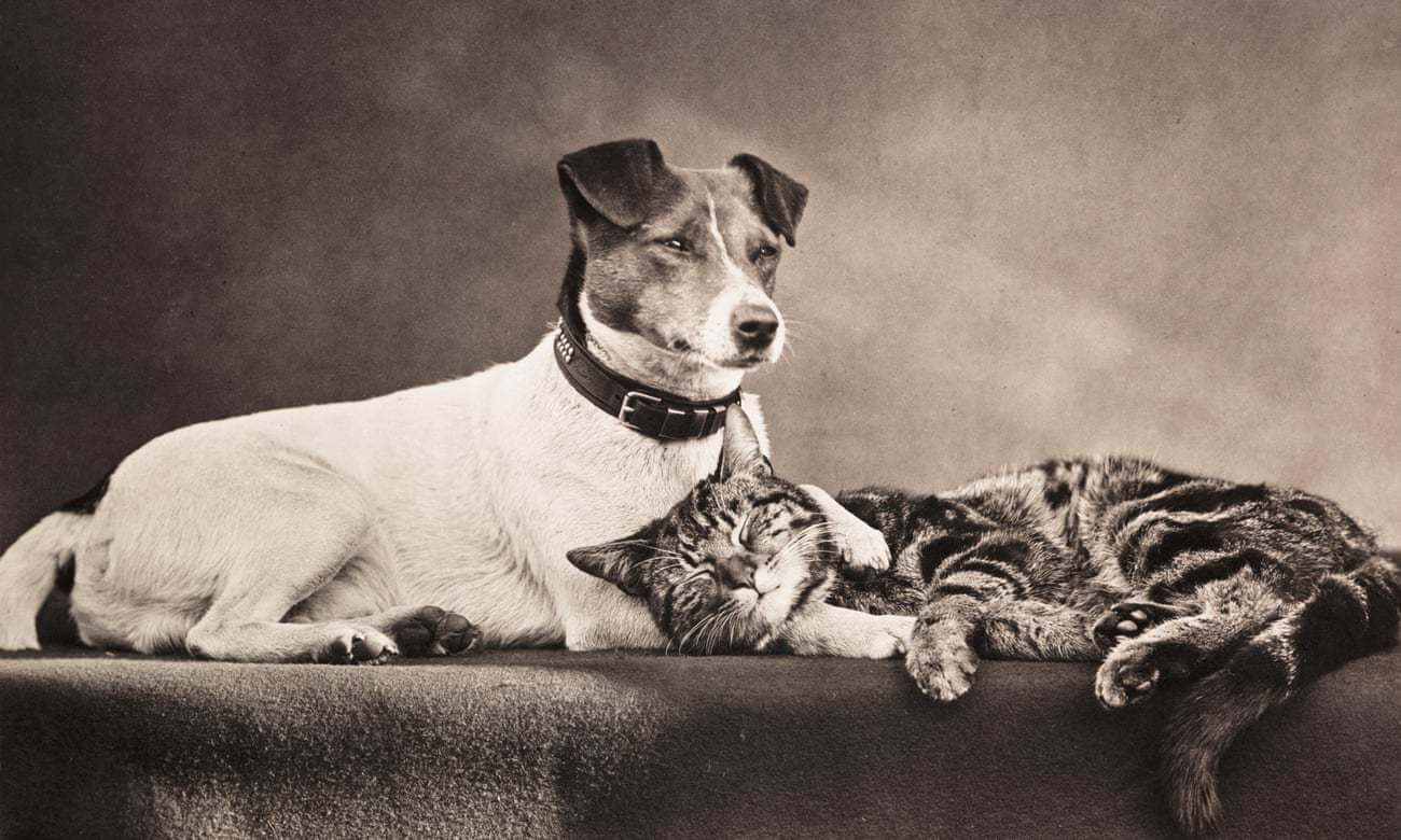 Jack Russell Terrier és barátja, a macska (Henry Stevens, 1889)