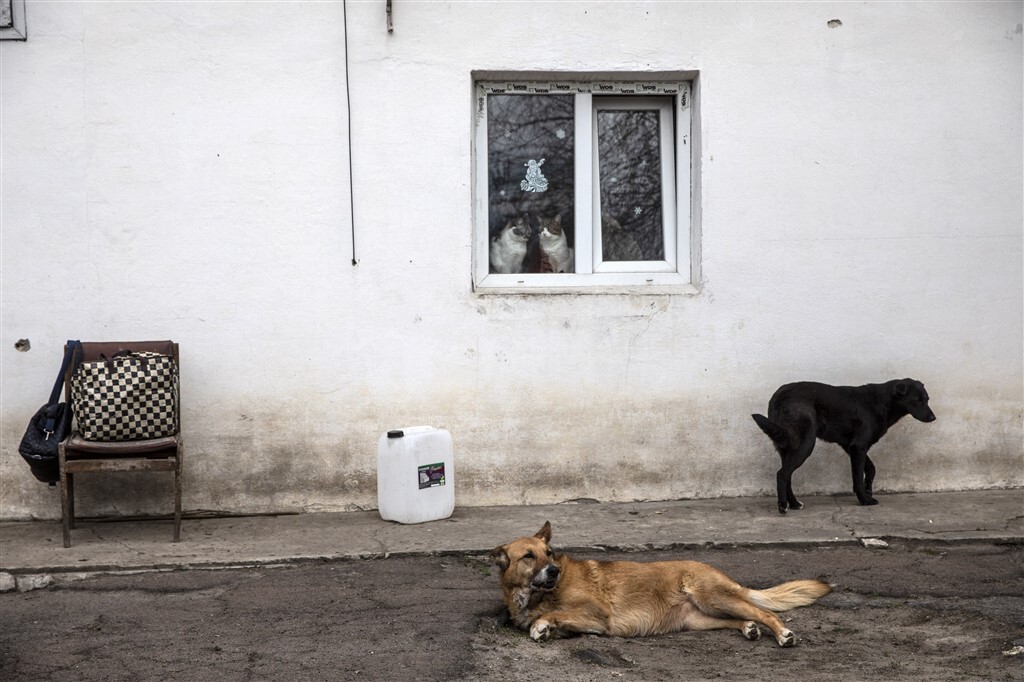 Kutyák és macskák a Kijevhez közeli állatmenhelyen