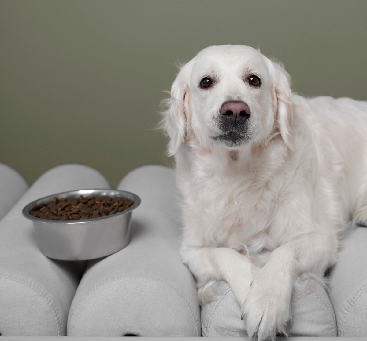 Perros y hábitos alimentarios: ¿Quizás preferiría comer algo más en lugar de comida seca?