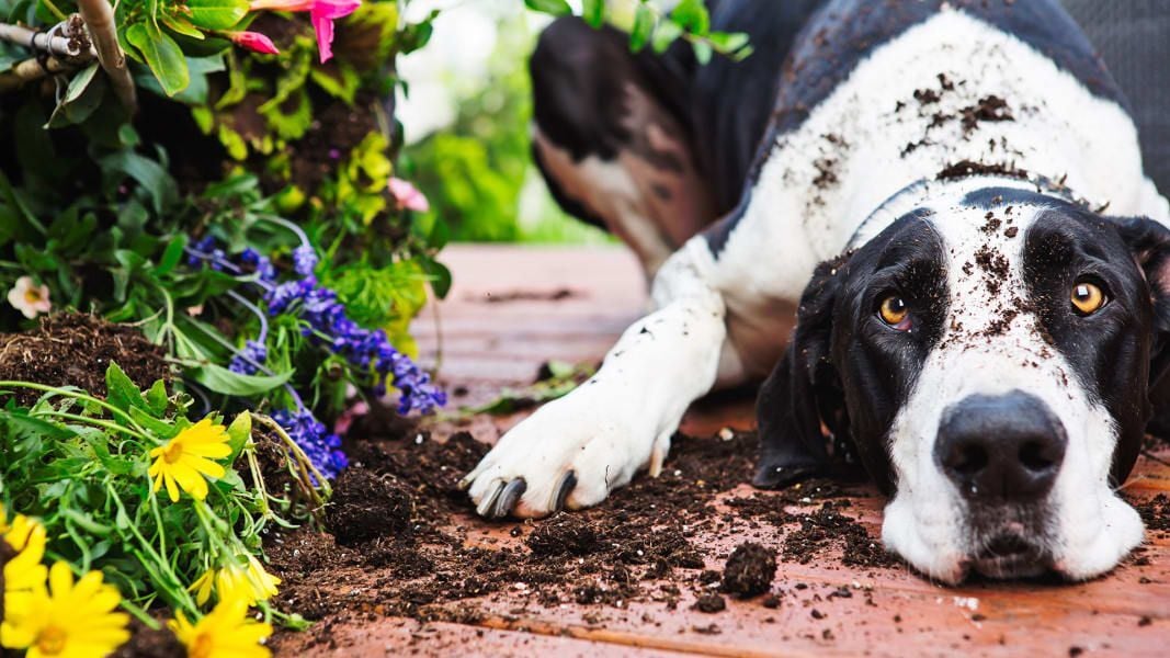 A virágágyások kiásása sem játék, bajba kerülhet a kutya