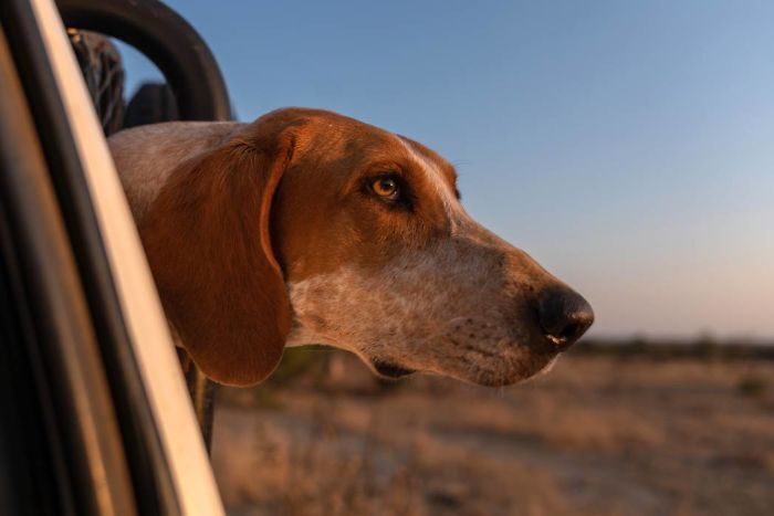 A kiképzett kutyák hatékonyan, hosszan képesek követni az orvvadászokat