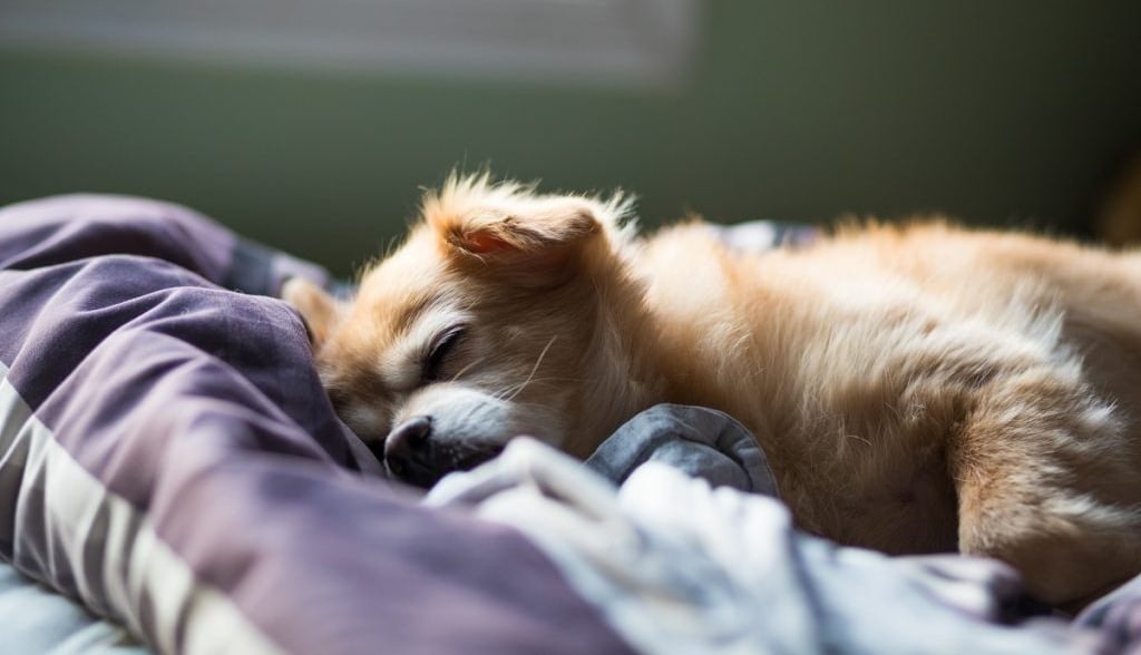 Kullancsbénulás - Otthoni teendők, alvó kutya
