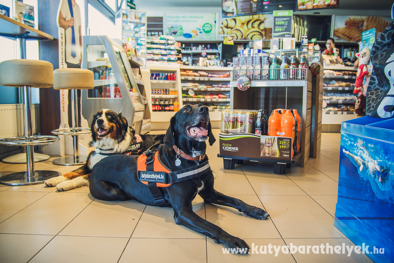 Tavaly nyár óta a légkondicionált shopba is bemehetnek a kutyák, ami hatalmas könnyebbséget jelent az utazó kutyásoknak