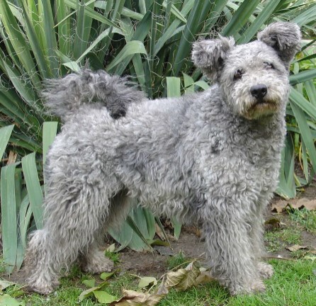 pumi