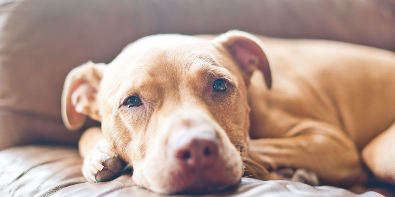 A levertség jellemző tünet a beteg kutyánál