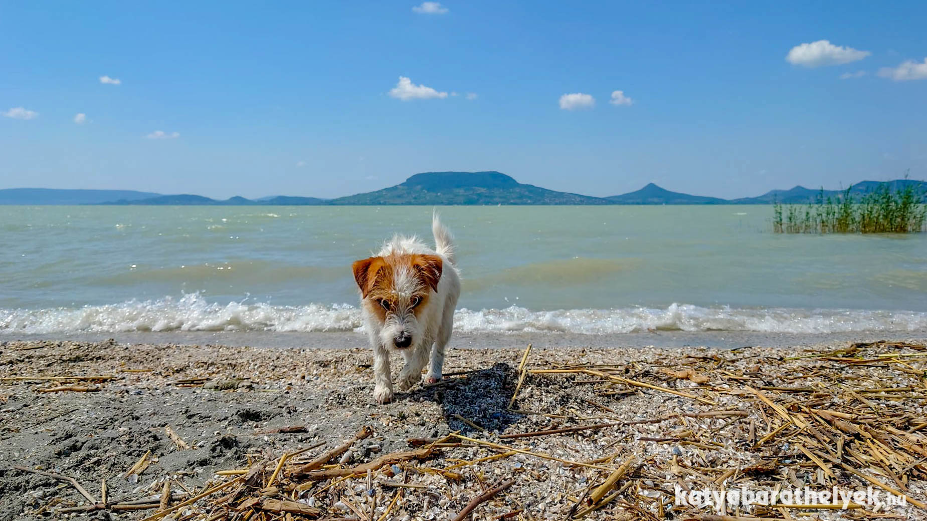 A frissítő víznek, a pancsolásnak kutyáink is nagyon örülnek – irány a strand!