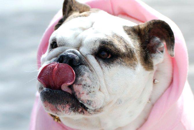 A rövid orrú kutyák hajlamosabbak lehetnek az orrszárazságra, mivel nehezebben érik el orrukat nyelvükkel