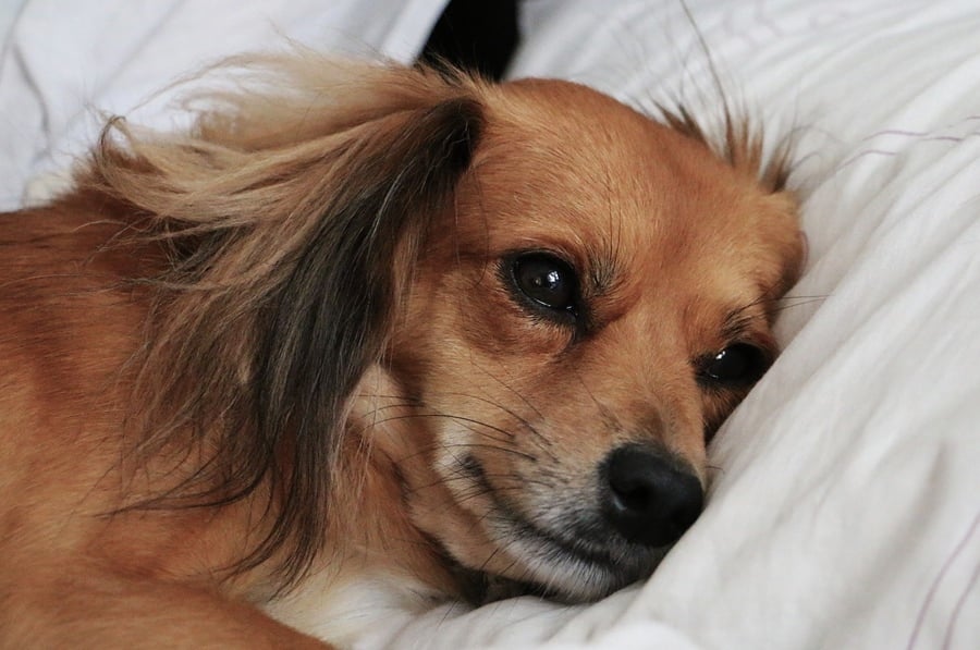 Megfázás kutyáknál - Fontos az ágynyugalom, a pihenés