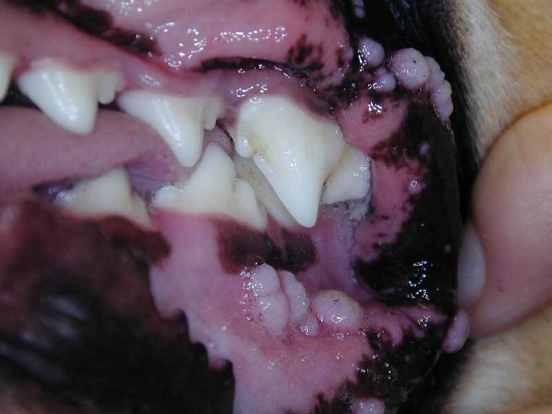 Papilloma kutyáknál - A szájüregben, így a fogínyen is kialakulhatnak