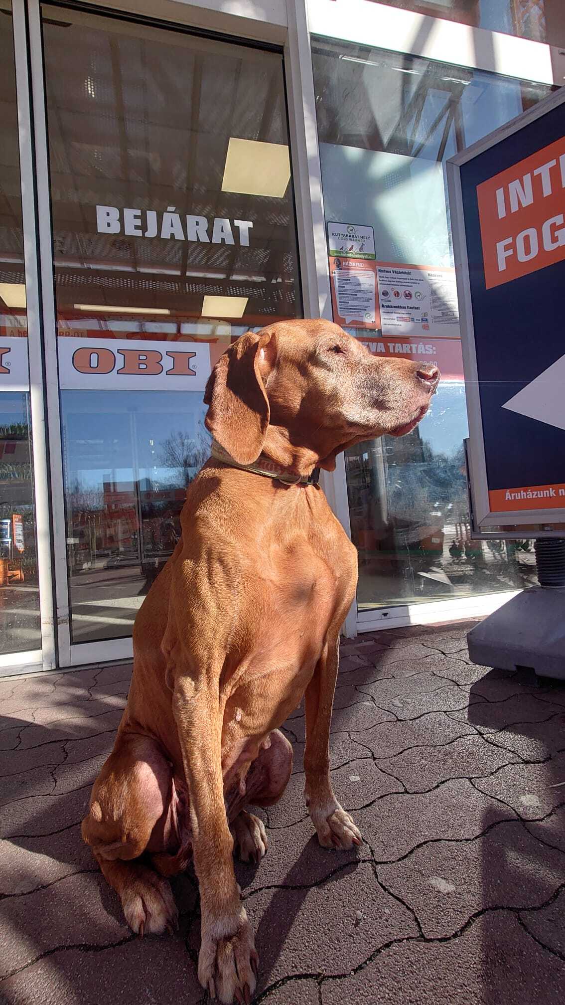 Sári az OBI bejáratánál