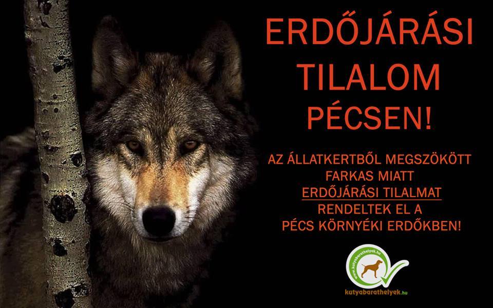 Erdőjárási tilalom Pécsen a szökött farkas miatt!
