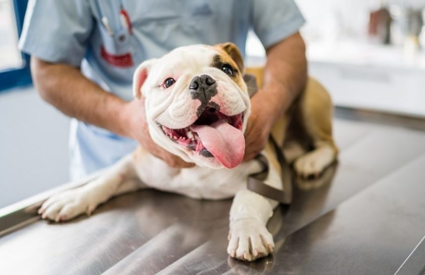Kutya az állatorvosnál - Igyekezzünk pozitív élményt társítani hozzá