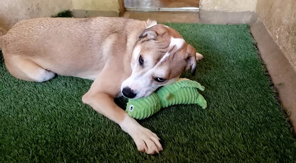 Alva, a Wobbler-szindrómás kutya szíve összetört