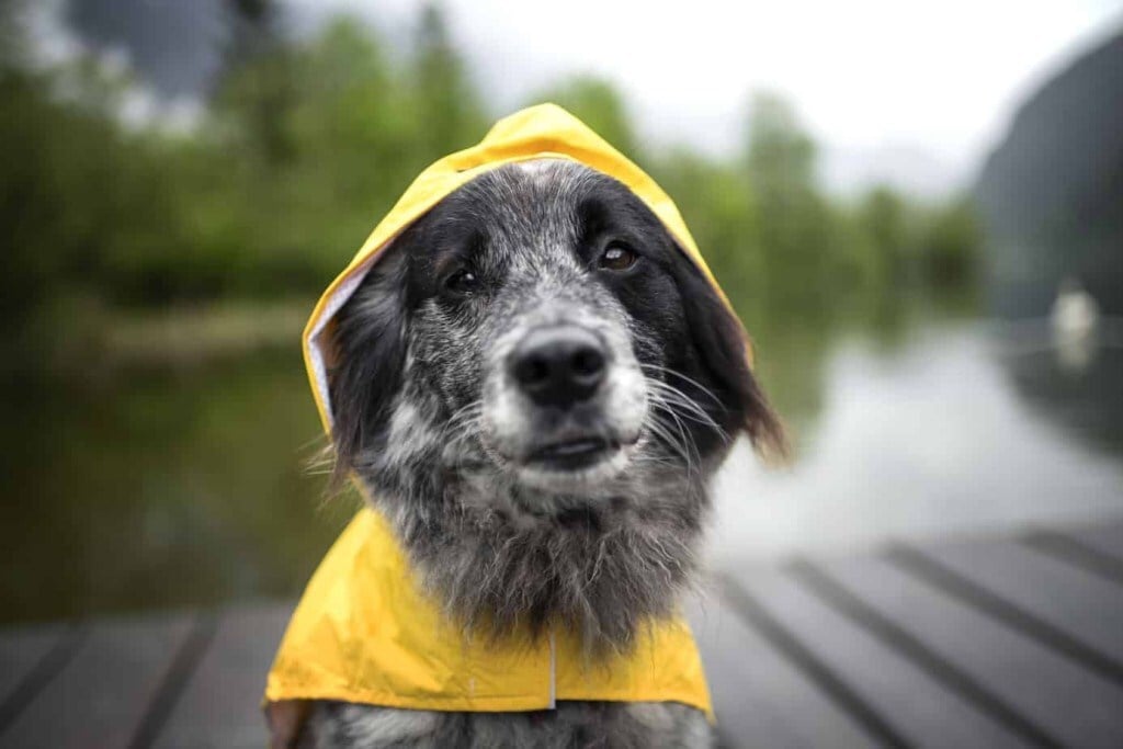 Az öreg kutyusokat jobban kell óvni az időjárás viszontagságaitól