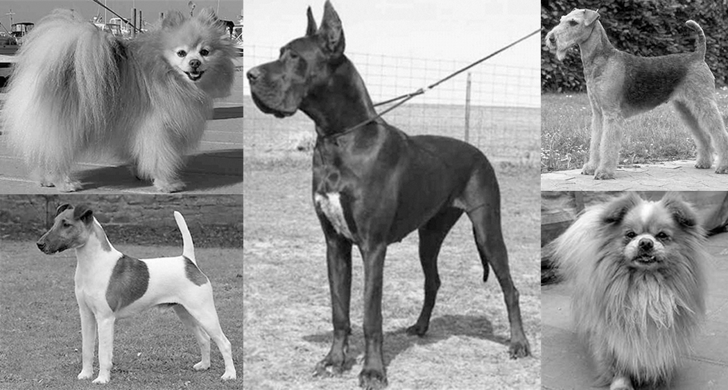 A Titanic kutyái - pomerániai törpespicc, német dog, airedale terrier, foxterrier, pekingi palotakutya