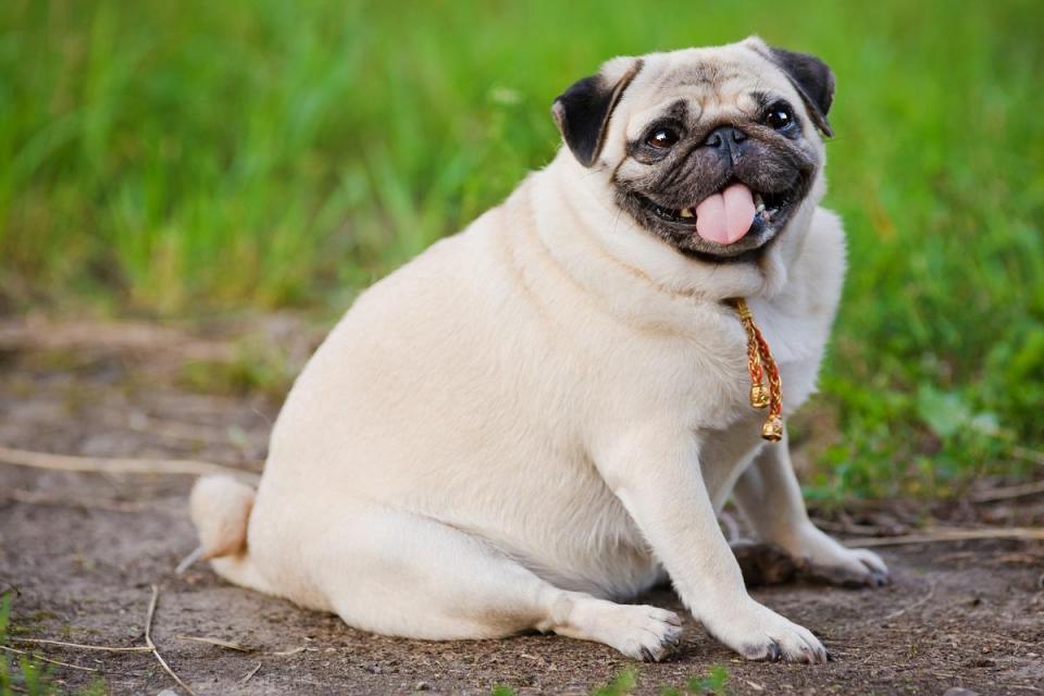 mopsz