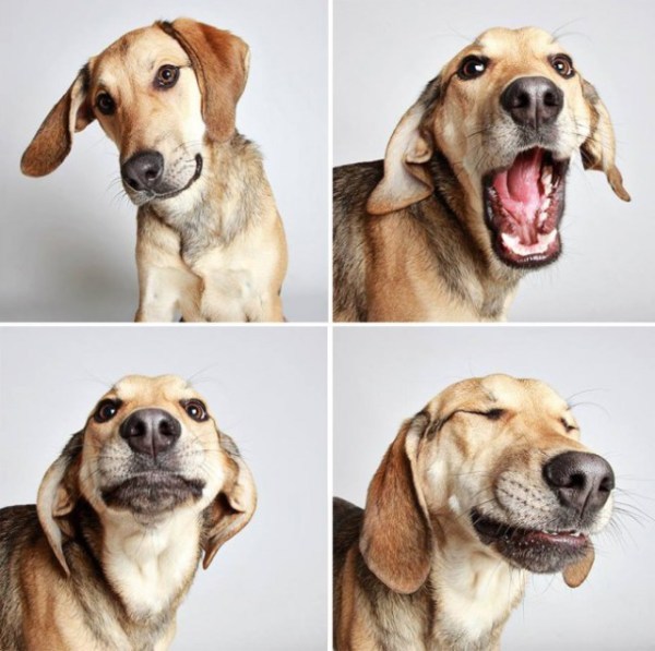 Vidám, vicces, kedves - minden kutyáról több kép készült