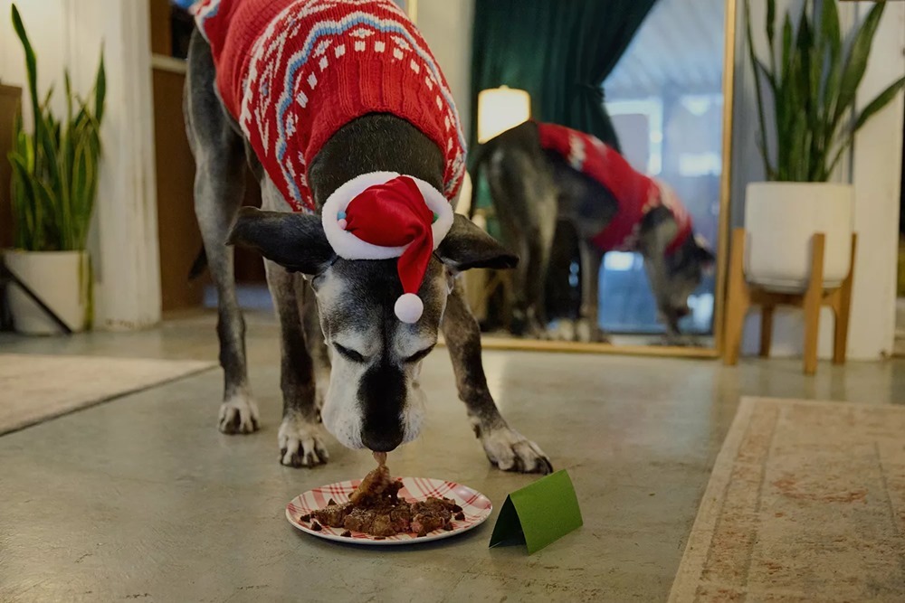 Riley, az idős német dog boldogan falta be a karácsonyi menüt