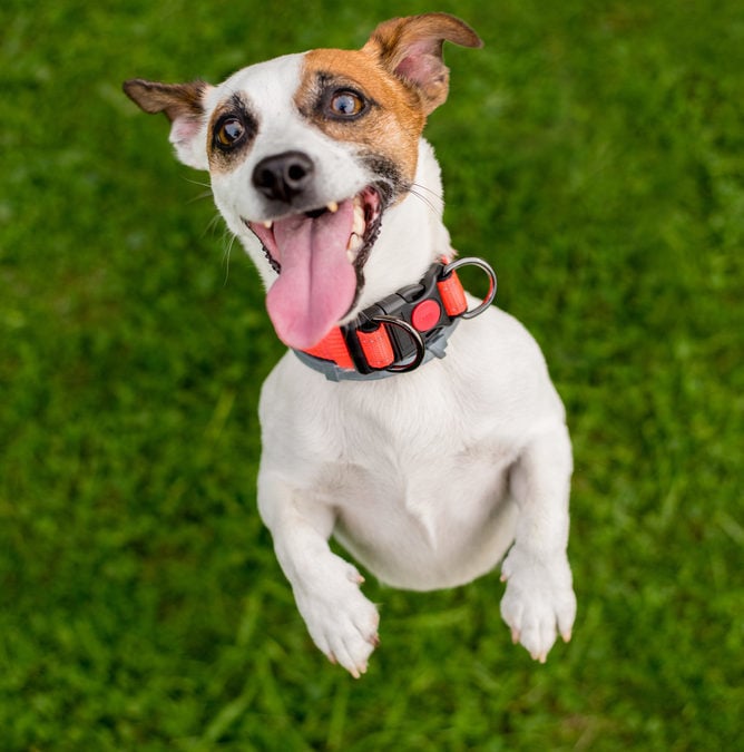 Remegés kutyáknál - felfokozott izgalmi állapot is okozhatja, például imádott labdája eldobása előtt ugrál, reszket