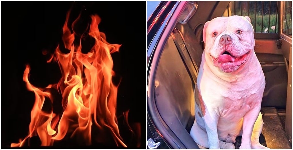 Kimentette családját a tűzből a hős kutya, mielőtt otthonuk leégett volna