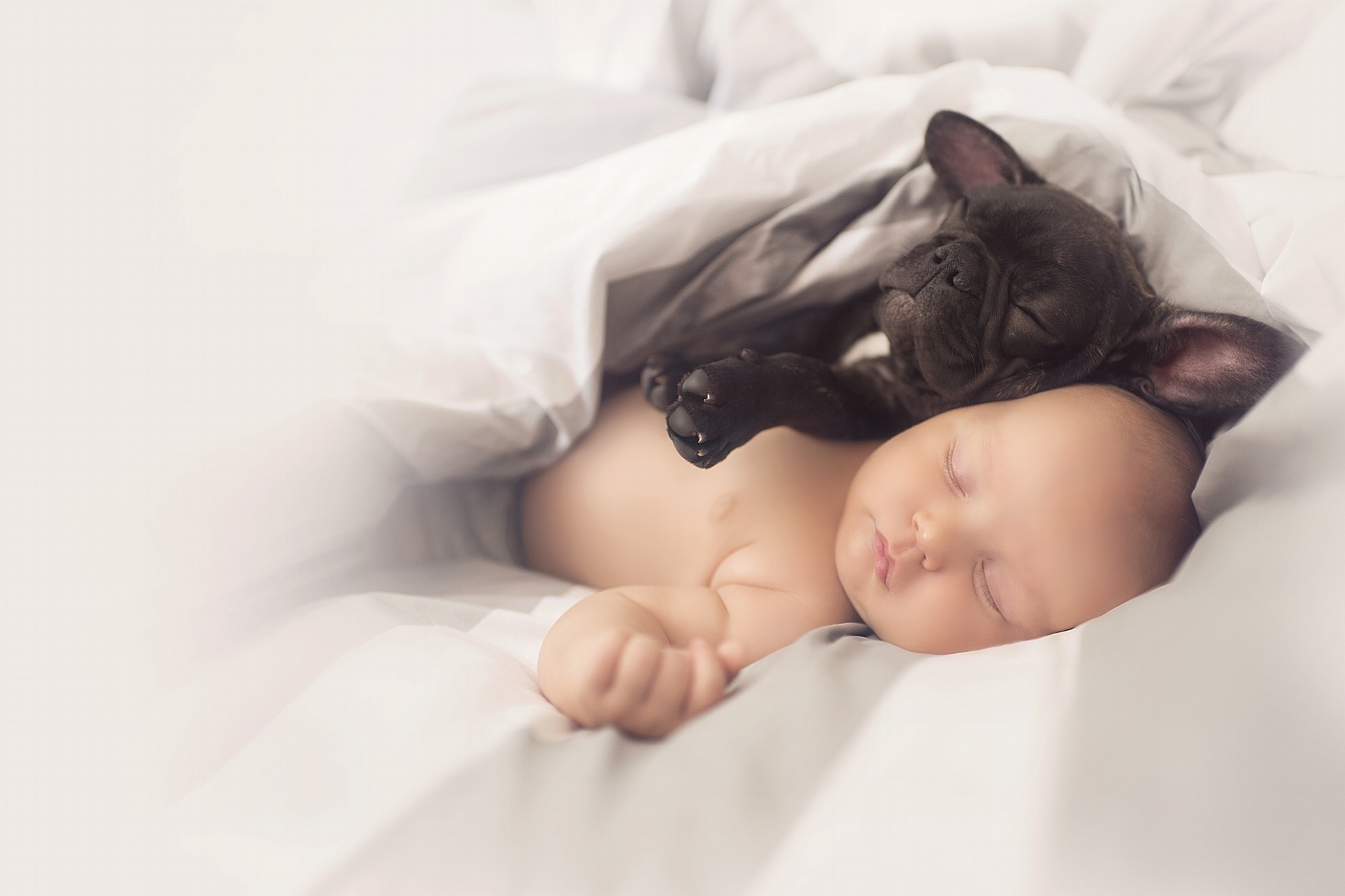 A francia bulldog és a baba együtt is alszanak