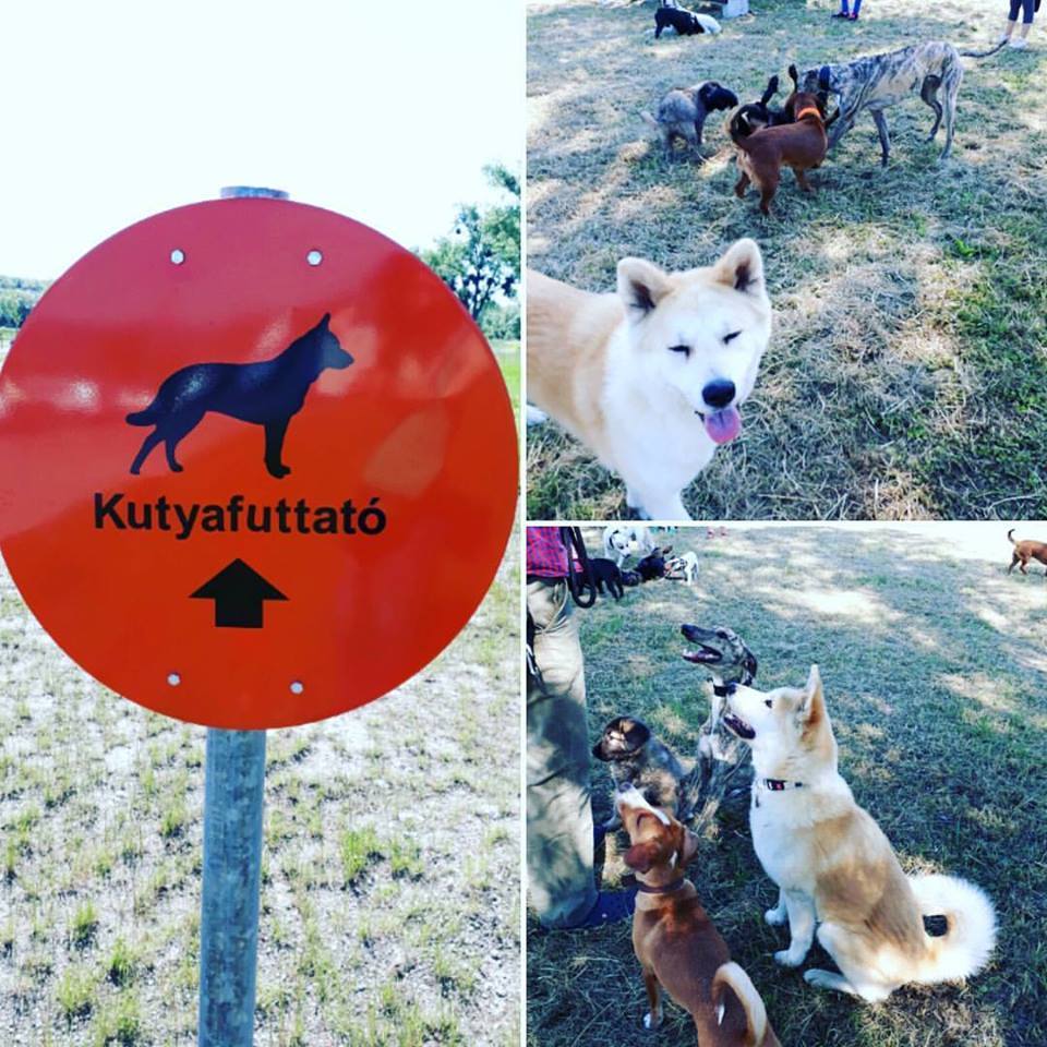 A Pécsi Kutyás Grund kutyusai élvezték a délelőttöt! A kutyafuttatóra táblák is segítik az odatalálást