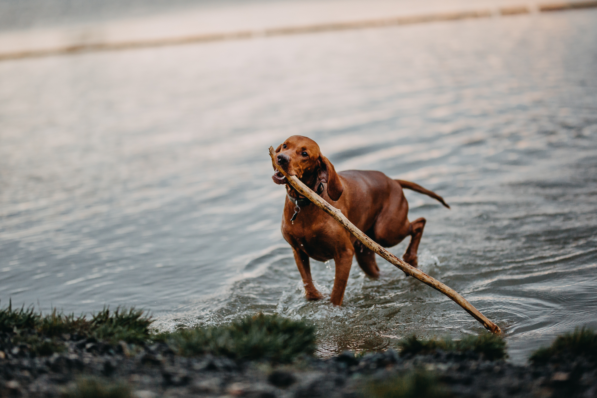 Kőszegi kutyastrand - A frissítő vízben a játék is jobban esik, még a kánikula ellenére is