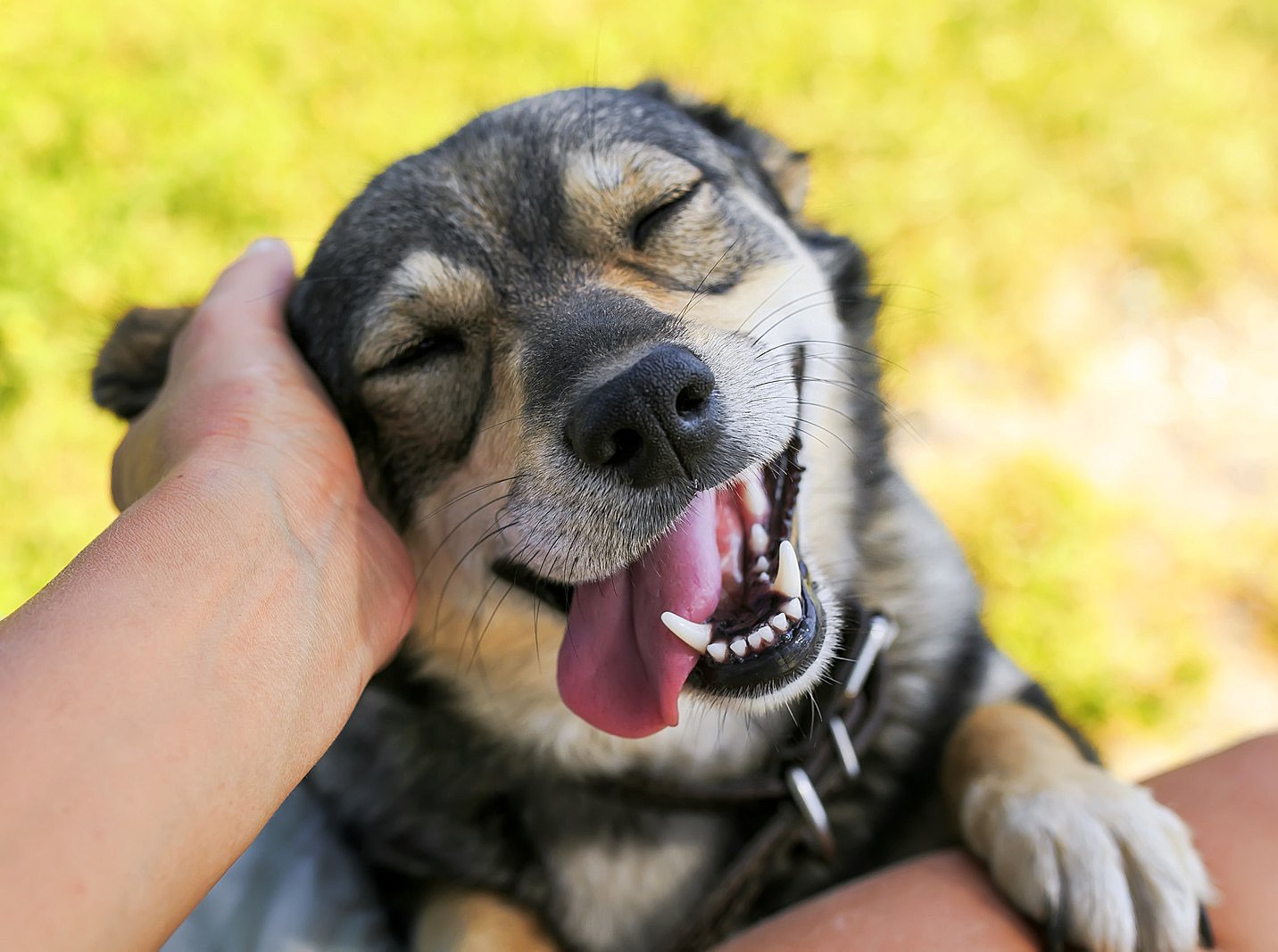 Laza fültartás, hátrafelé mutató fülek - ez a kutya örömmel fogadja a simogatást