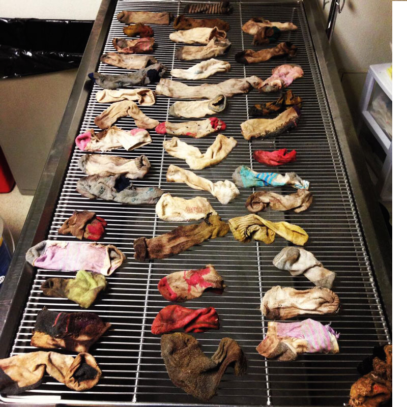 A labrador gyomrában 43 zoknit találtak! 