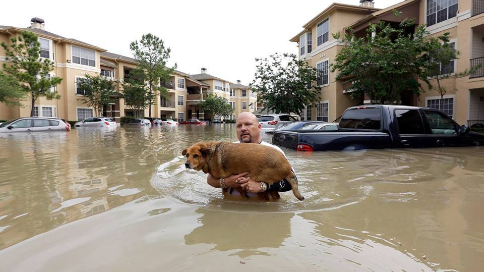Az Irma hurrikán elől mentik a kutyákat és macskákat Floridában