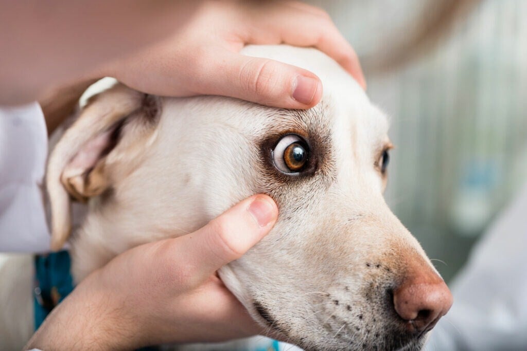 Szemférgesség kutyáknál - A gyógyulás idején rendszeresen kell ellenőrizni a szemek állapotát