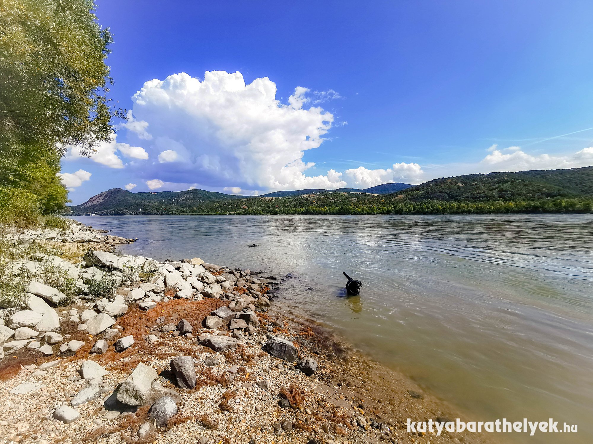 A Duna menti sétán a kutyák le tudták hűteni magukat - a látvány pedig lélegzetelállító