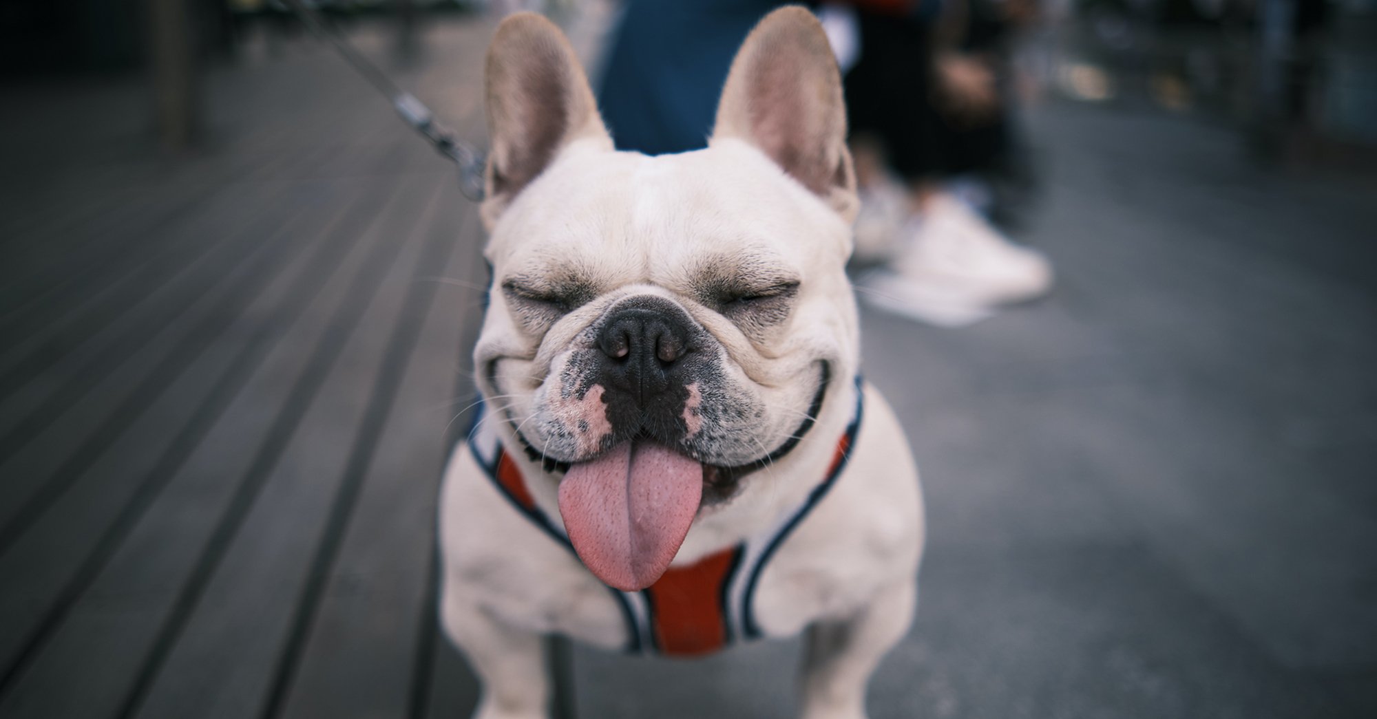A fajtatiszta kutyák között a legnépszerűbb jelenleg a francia bulldog