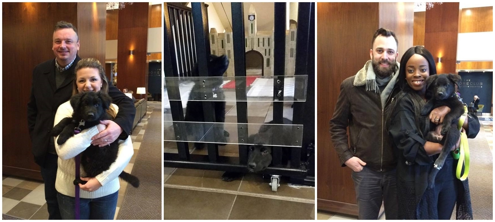 A két fekete keverék kölyök a kanadai Westin Ottawa hotelben találta meg új családját