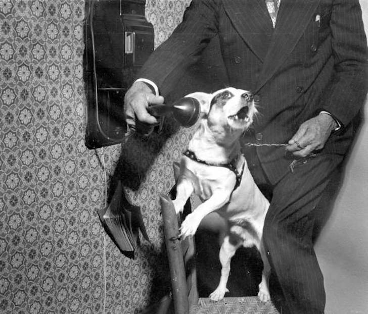 Alexander Graham Bell kutyája, Trouve - A terrier, aki segített megalkotni a beszélő gépet