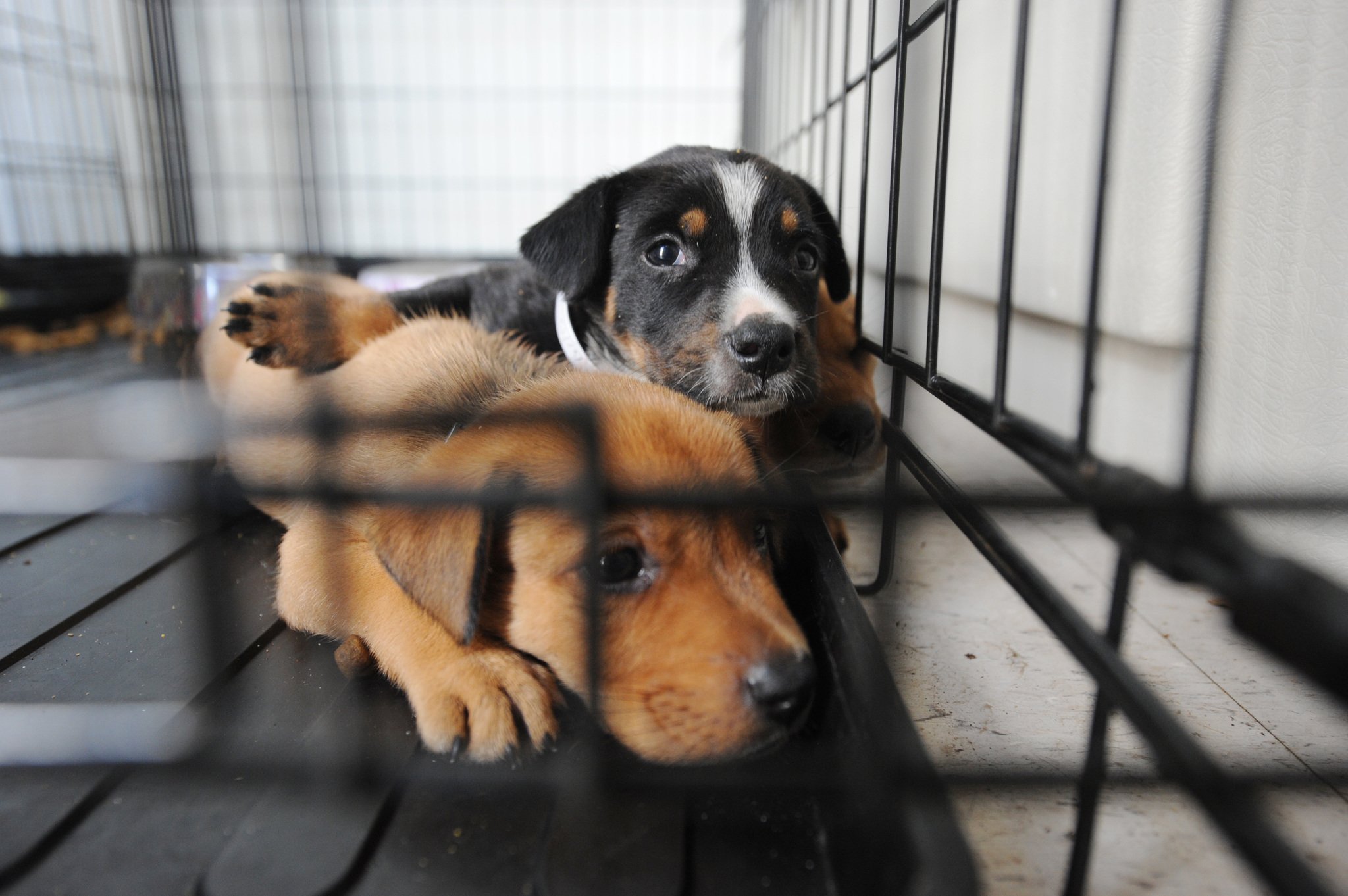 A szaporítás és a felelőtlen kutyatartás következménye: egyre több kutya, köztük sok kölyök is menhelyre kerül