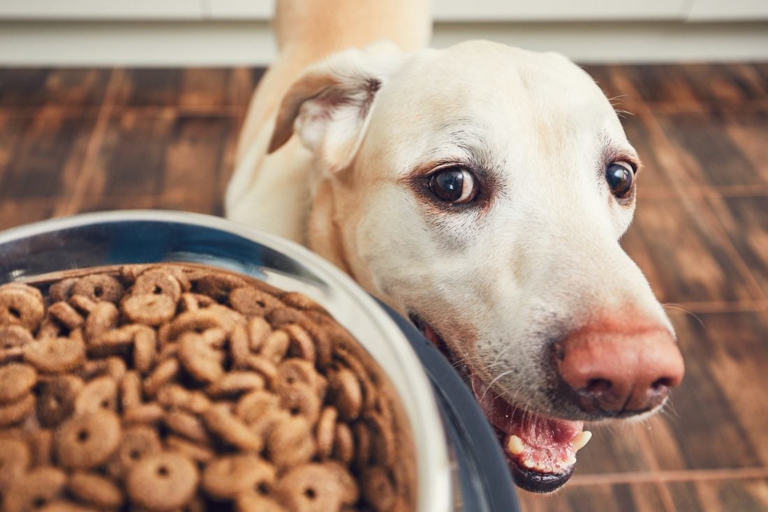 A kutya étrendje kihat általános egészségi állapotára