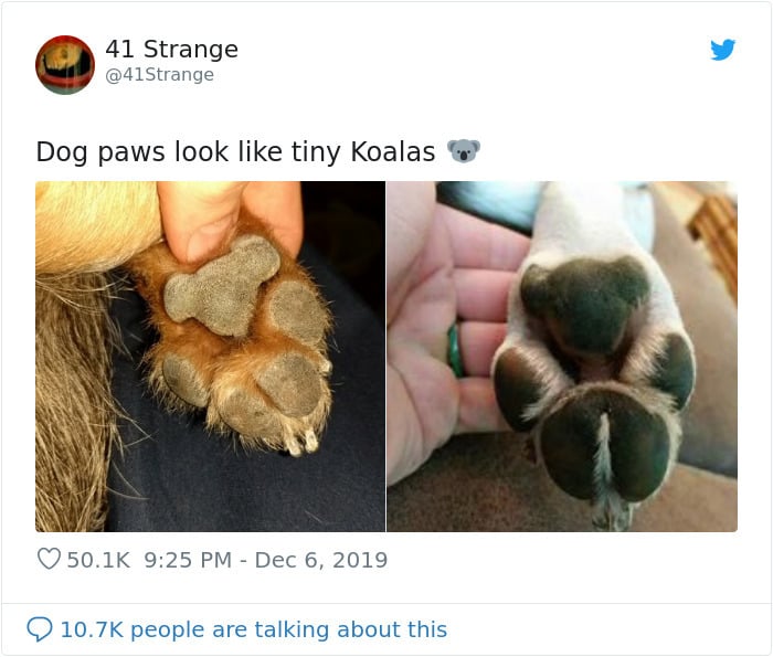 Az első, eredeti poszt a koala-kutya-tappancsokról