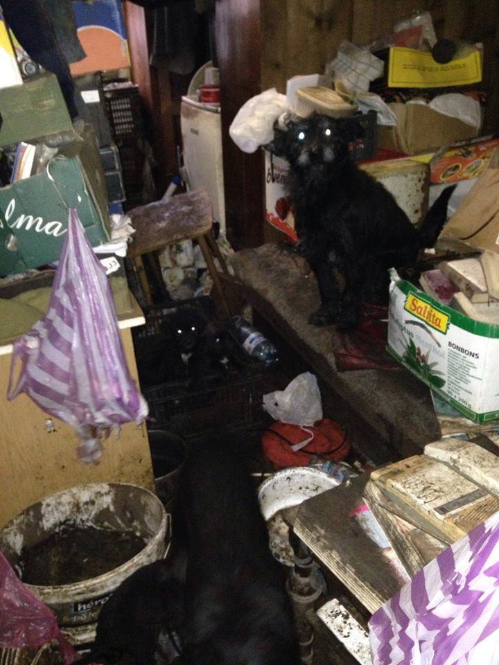 Kényszeres gyűjtögetésben szenvedő bácsi házából mentették a kutyákat