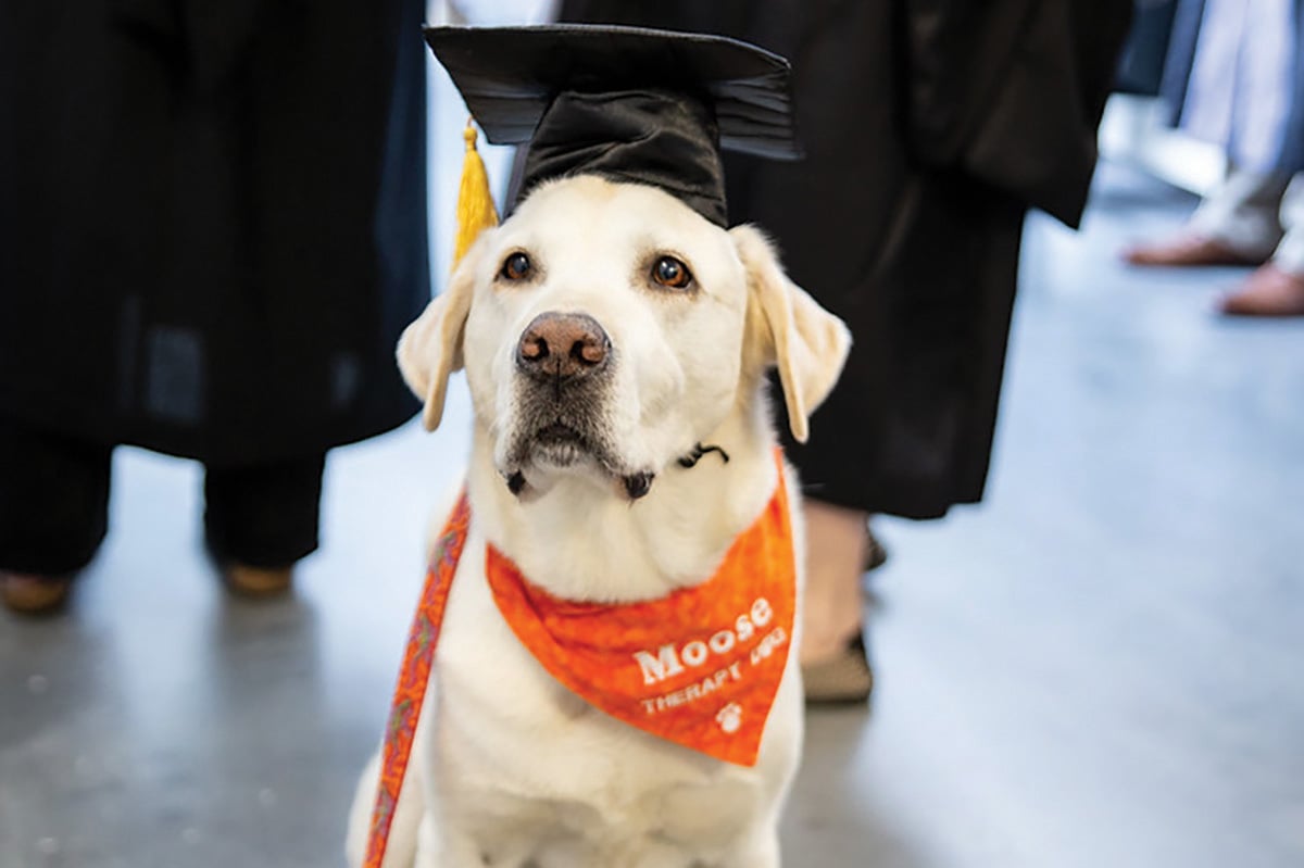 Moose-t, a terápiás kutyát tiszteletbeli doktorrá avatták