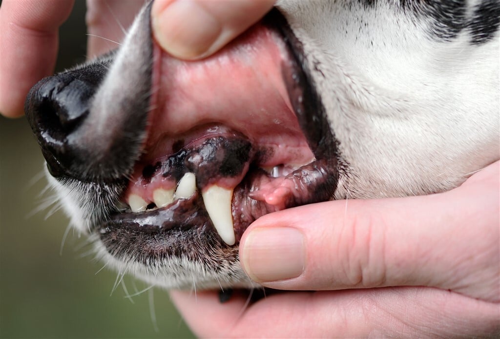 Sötét pöttyök, foltok a kutya fogínyén - Lehet veleszületett pigmentáció, de betegségre is utalhat