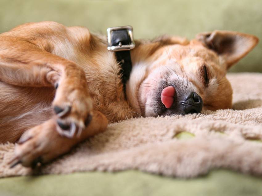 Fogcsikorgatás kutyáknál - alvás közben is megjelenhet