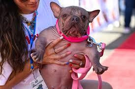 Petunia szőrtelen, angol és francia bulldog keverék