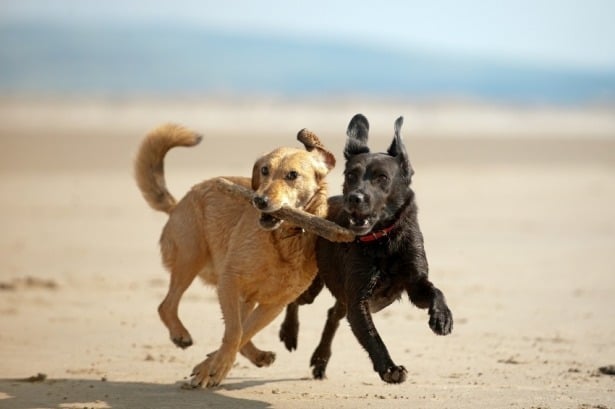 Együtt sokkal jobb játszani - kutyáinknak más kutyák társaságára is szüksége van!