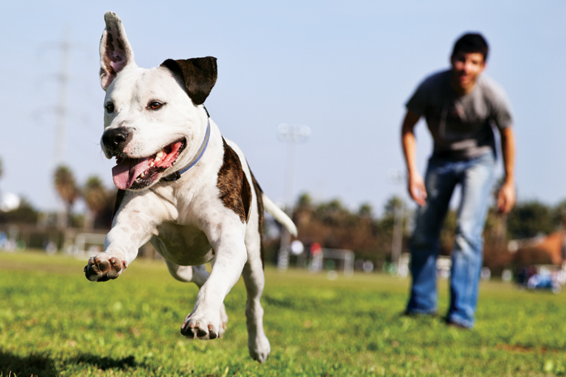 A kutya egészségének megtartásához elengedhetetlen a megfelelő étrend és a mozgás