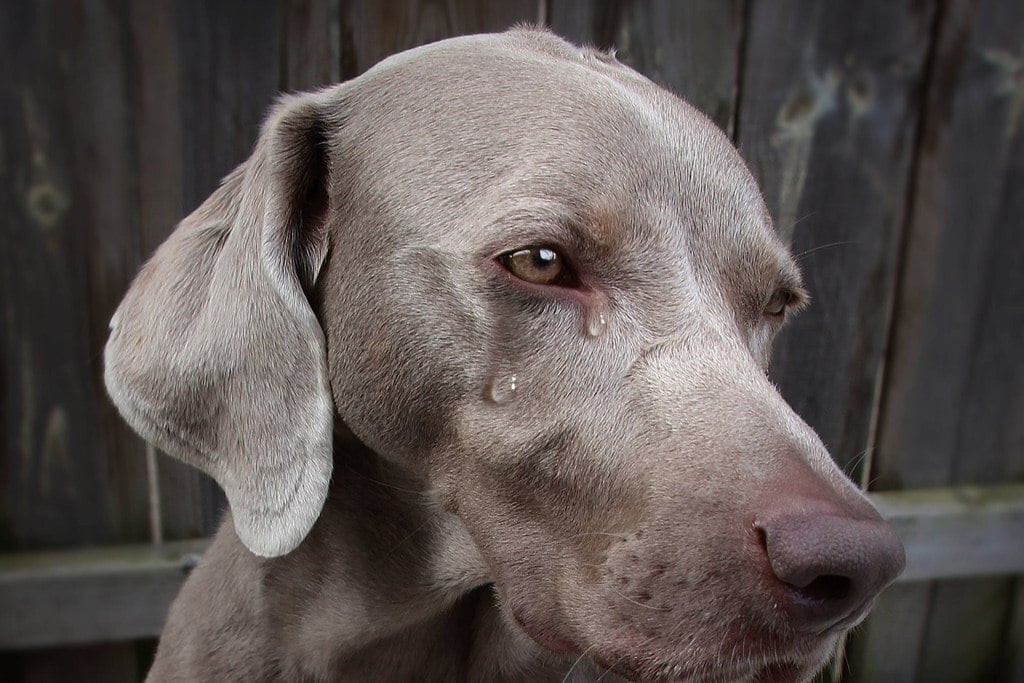 Tudnak úgy sírni a kutyák, mint mi vagy inkább egészségügyi problémát jeleznek általa?